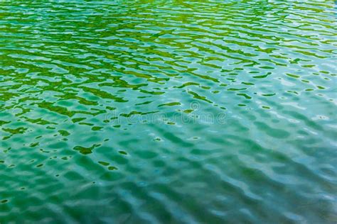 Green Ripples On The Surface Of Water In Lake Stock Image Image Of