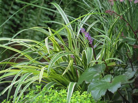 Variegated Liriope Looks Wonderful Planted In A Pot Or In The Shady