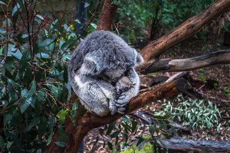 With The Koala Becoming Functionally Extinct Heres What Needs To Be