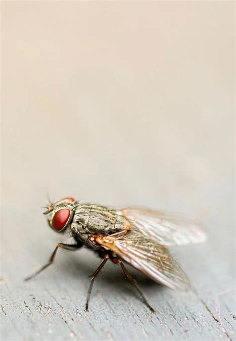 Flies Pest Control Graduate Pest Solutions