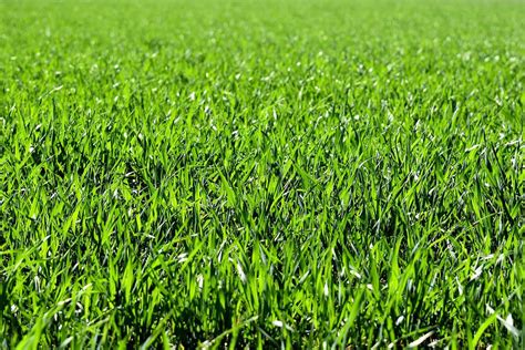 Meadow Field Green · Free Photo On Pixabay