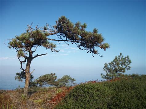 To make a resident tee time, customers must have a the city of san diego is proud to announce torrey pines golf course as the future site of the 2021. The Unpolished Stone: Torrey Pines: State Reserve and Beach