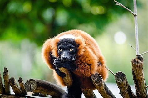 Africa is home to the largest land animal (african. Endemic Animals Of Madagascar - WorldAtlas.com