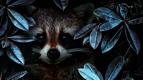 Download Wallpaper 2048x1152 Raccoon Leaves Disguise Ultrawide