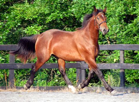 Irish Draught The Irish Draught Horse Is The National Horse Breed Of