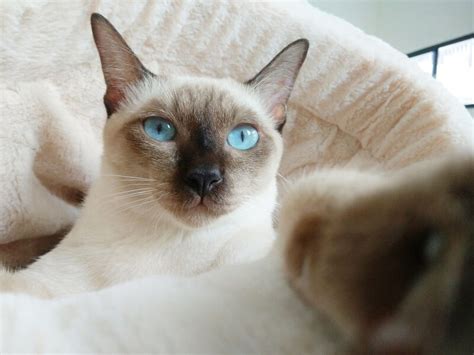 8 Types Of Siamese Cats Colors Variations Pictures Traits And Facts