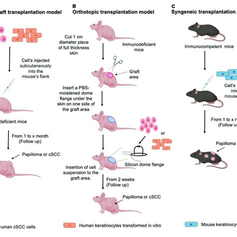Schematic Representation Of Xenotransplantation Protocol In