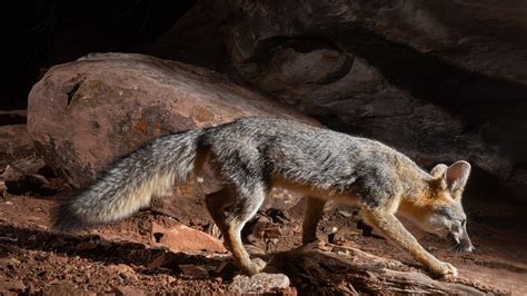 10 Unusual Sonoran Desert Animals Have You Spotted These Azpetvet