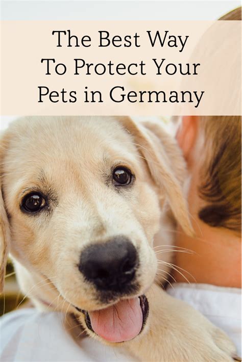 DOG Liability INSURANCE Germany in 2020 | Germany, Pets, Dogs