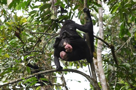 new insights help to explain why same sex sexual interactions are so important for female bonobos