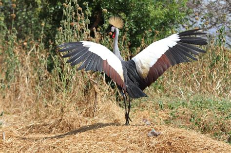 Saving Endangered Grey Crowned Cranes The Houston Zoo