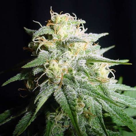 6 Highest Yielding Cannabis Strains 2023 Cannabis Legale