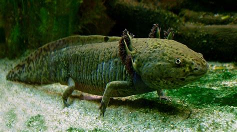 Feeding ecology of axolotls, interactions. Axolotl - Wikipedia