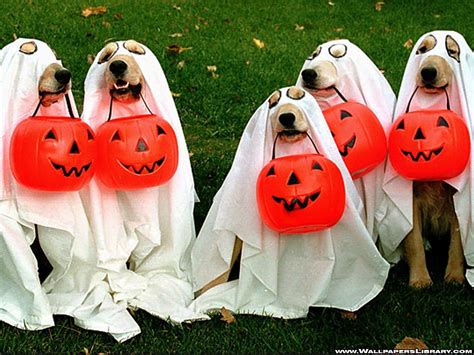 Cuteness Overload 16 Halloween Styles For Your Pets