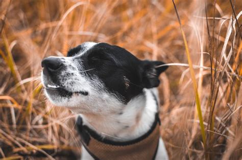 He sneezes and how to prepare for this great cause. Reverse Sneezing in Dogs | Great Pet Care