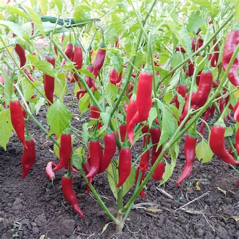 Hot Pepper Aji Colorado Organic Adaptive Seeds