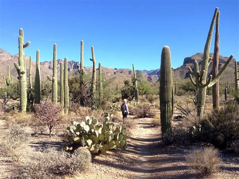 Hiking In Arizona One Of Our Favorite Saguaro Cactus Forests Near