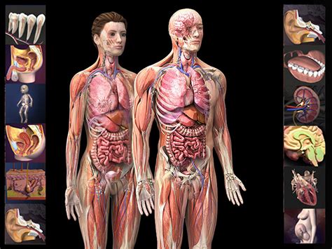 Welcome to innerbody.com, a free educational resource for learning about human anatomy and physiology. Zygote 3D Anatomy - Compre agora na Software.com.br