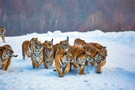 A Group Of Tigers Animals Photo 36427898 Fanpop Pet Tiger