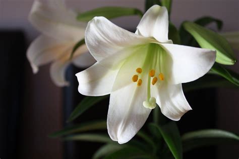 Easter Lilies Wallpapers Wallpaper Cave