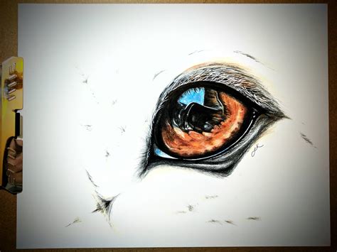 My Dogs Eye Mostly Colored Pencil On Bristol X Posted Rdrawing