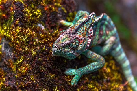 Colorful Chameleon Image National Geographic Your Shot Photo Of The Day