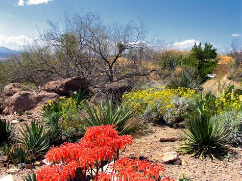 Aloe And Other Native Arizona Desert Plants For More Infor Flickr