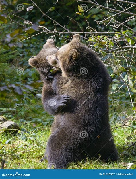 Two Brown Bear Cubs Play Fighting In Nature Stock Image Image Of