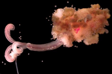 The Extraordinary Deep Sea Lifeforms That Feast On Sunken Carcasses