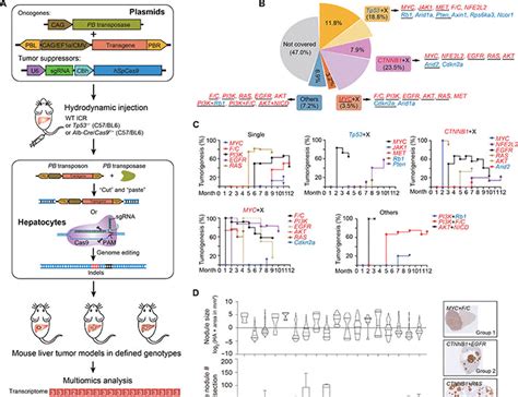 Liver Cancer Heterogeneity Modeled By In Situ Genome Editing Of