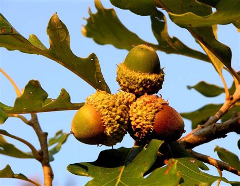 Bur Oak Information Tips On Planting A Bur Oak Tree In The Landscape