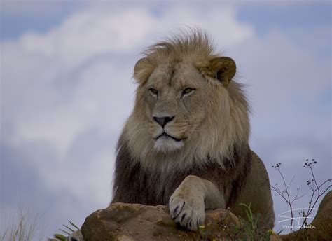 Wallpaper Cloud Sky Plant Masai Lion Carnivore Felidae Big Cats