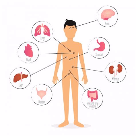 Cuerpo Humano Con órganos Internos Infografía De Salud Del Cuerpo
