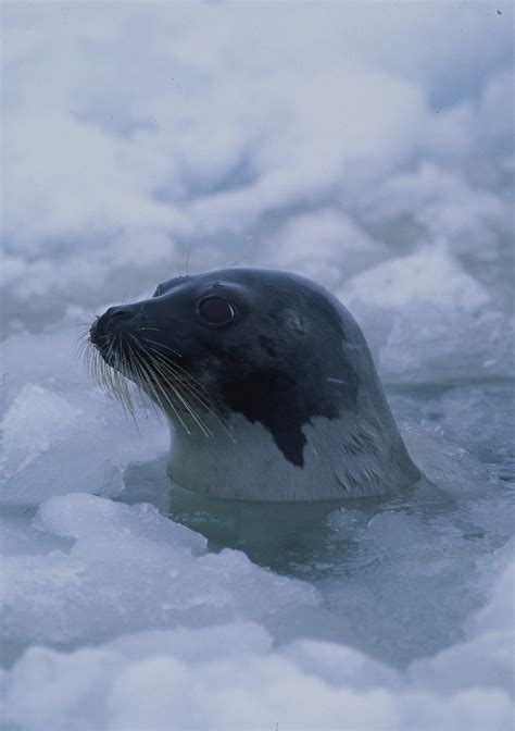 Harp Seal Emerging Through Ice 2 Photo By Aqqa Rosing Asvi Flickr
