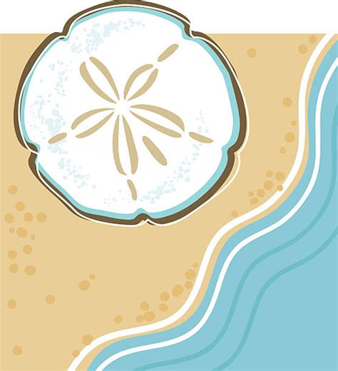 Sand Dollar Illustrations Royalty Free Vector Graphics And Clip Art Istock