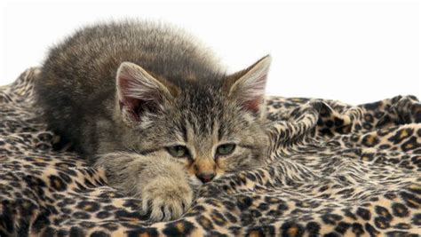 Cute Baby Tabby Kitten Prancing On Soft Blanket On White Background