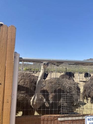 Finding Fun For All Ages At Rooster Cogburn Ostrich Ranch Pinal Ways