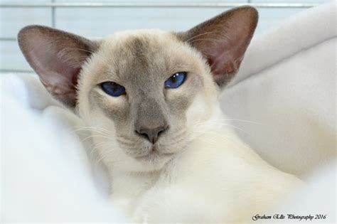 Curious siamese cat lounging on a table. Lilac Point Siamese and Oriental Pictures 2016