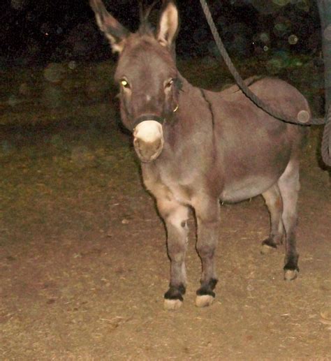 The Back In The Saddle Project Best Donkey In The World