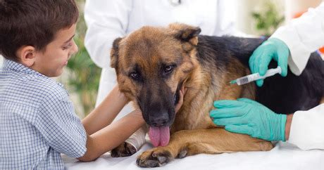 There are many unpleasant things you are forced to deal with as a dog owner, and your favorite fur pup getting worms or intestinal parasites is one of them. Dog Vaccination & Deworming Schedule Chart for Dog Owners ...