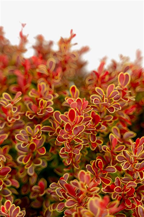 Admiration Japanese Barberry Shrubs For Sale Online The Tree Center