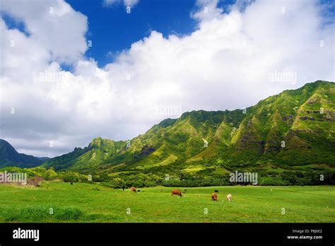 Cliffs And Cows Of Kualoa Ranch Oahu Hawaii Stock Photo Alamy