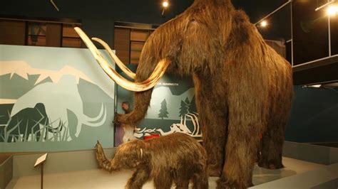 42000 Year Old Russian Baby Woolly A Mammoth Hit At Australian Museum