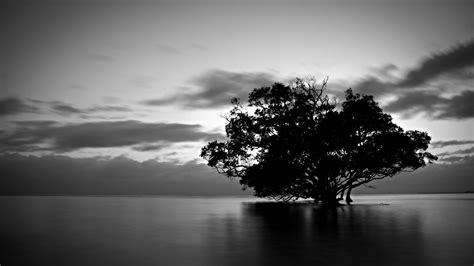 Hd wallpapers and background images Tree Wallpaper Black And White | PixelsTalk.Net