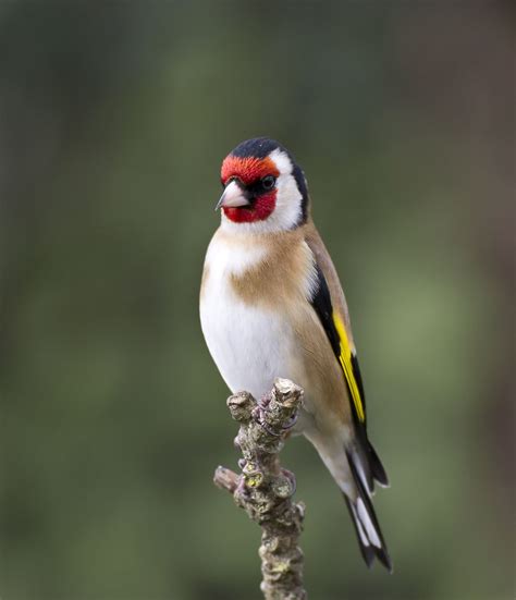 European Goldfinch Carduelis Carduelis Wildlife Photography