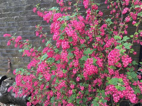My Flowering Currant Blossom Flowers Plants