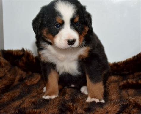 Place a free ad today! Bernese Mountain Dog Puppies For Sale | Indianapolis, IN ...