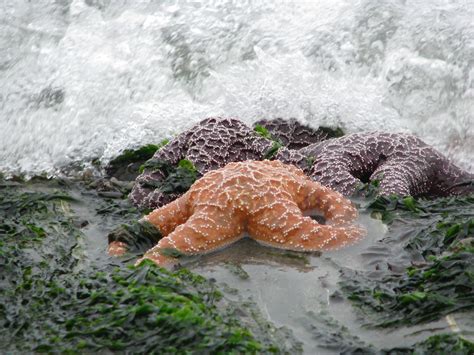 Every life experience is like that. Northern California Beach Photography | California beaches ...
