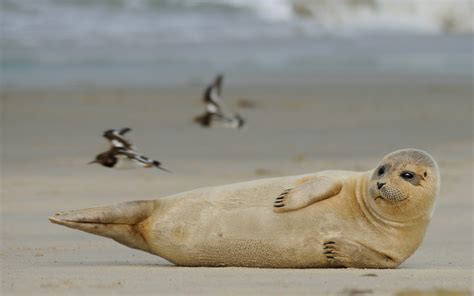 More images for robben nordsee » Gemütlich.. (Forum für Naturfotografen)