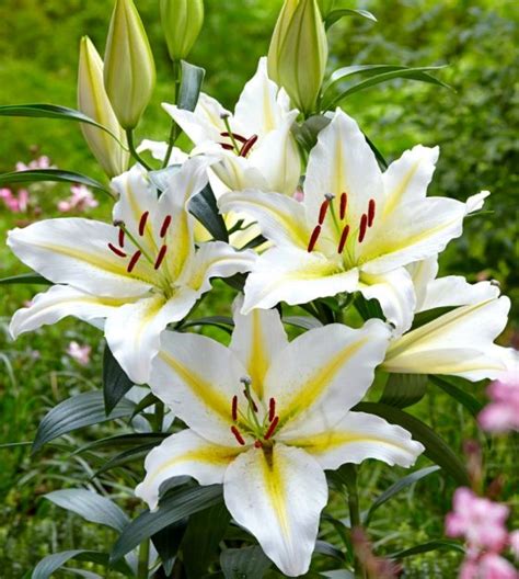 Oriental Lily Baferrari John Scheepers Beauty From Bulbs
